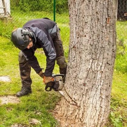 Daniel Hovarter Tree Services