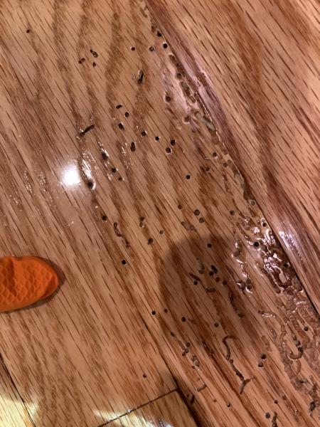 Clearview Pest Control & Exterminator Services