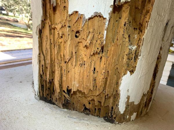 Arrow Termite & Pest Control