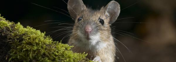 Pratt Pest Control