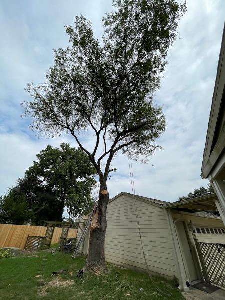All Points Tree Services