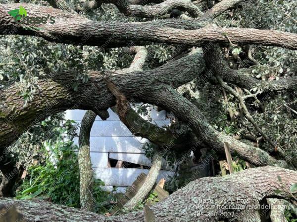 Chase's Tree Service Pros