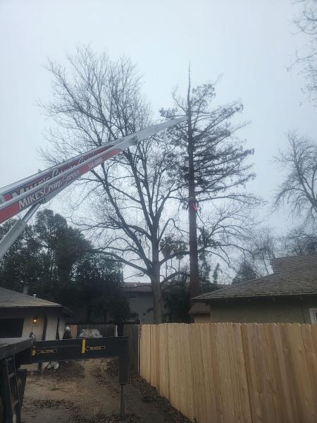 Tree Worx