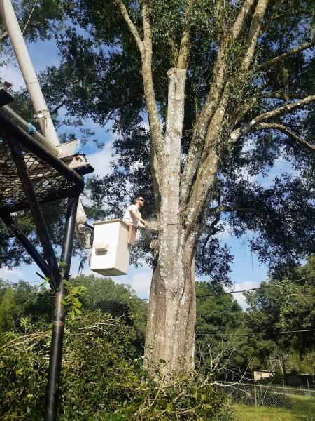New Life Tree Services