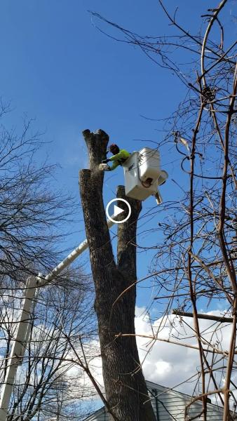 KB Lawn Mowing and Tree Service
