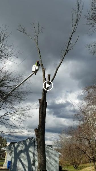 KB Lawn Mowing and Tree Service