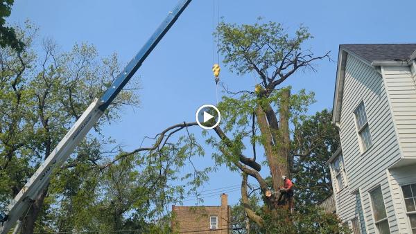 Progressive Tree Service