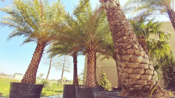 Fresh Cut Landscaping