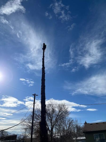 Alpine Arborists
