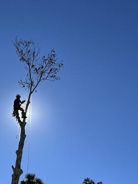 Aardvark Tree Service