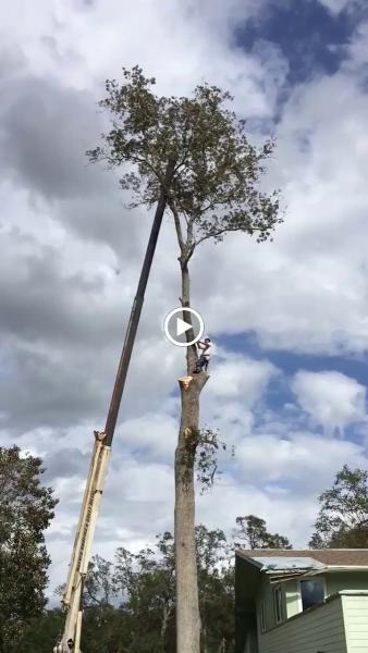 Aardvark Tree Service