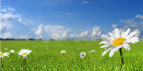 Daisy Fresh Carpet Cleaning