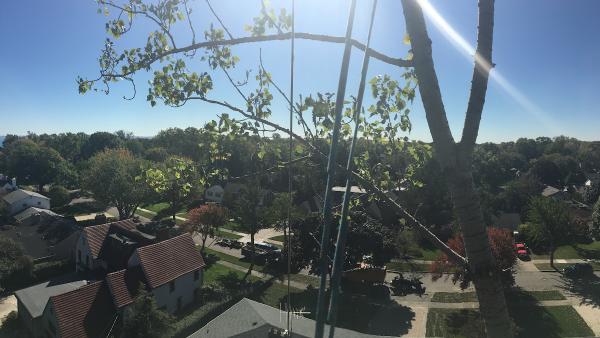 Bonk Tree Service LLC