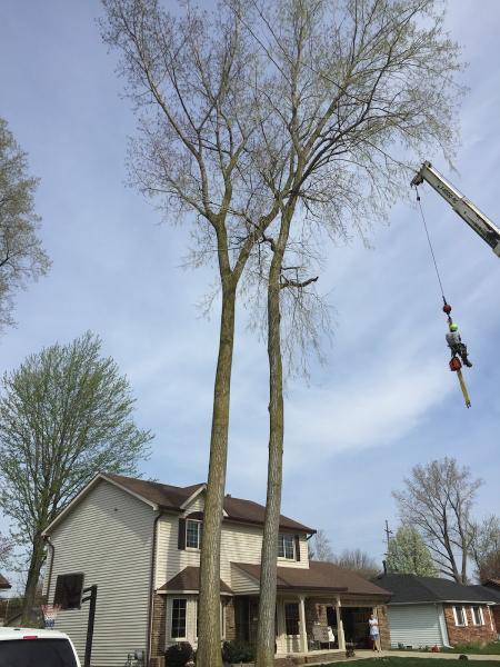 Bonk Tree Service LLC