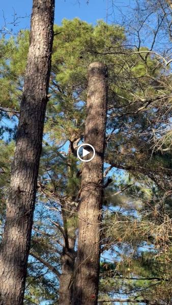 Mike's Tree Service