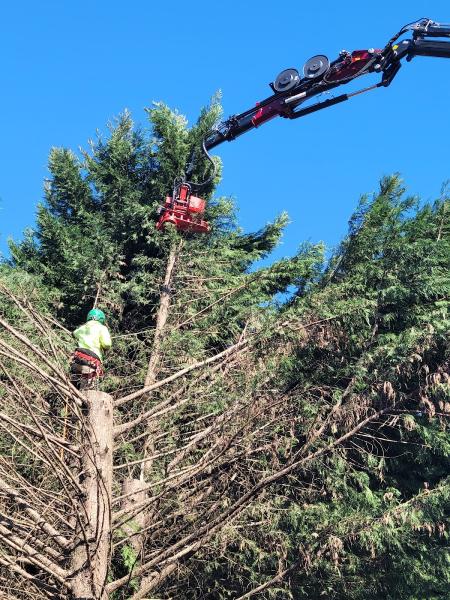D & D Top Notch Tree Service