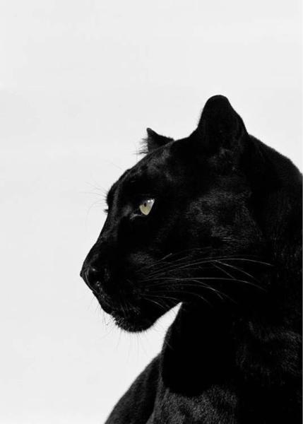 Panther Lead Paint Inspections