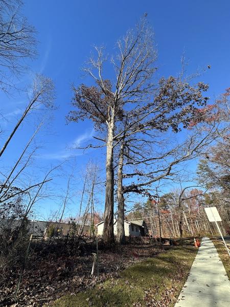 DL Tree Service