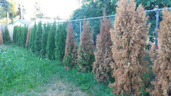 General Tree Service