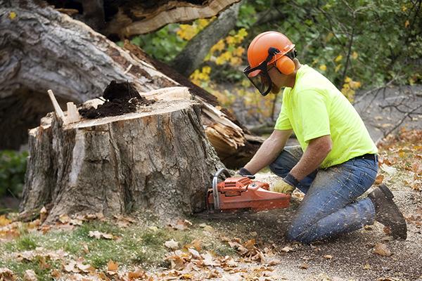 Bob Loft the Tree Trimmer