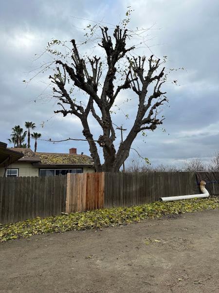 Bob Loft the Tree Trimmer
