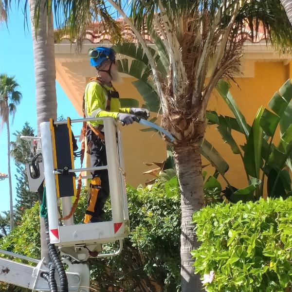 Parmelee Tree Care