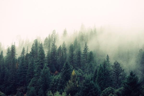 Upstate Tree Care