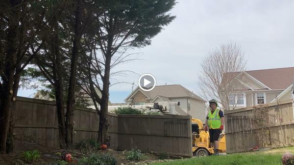 Upstate Tree Care