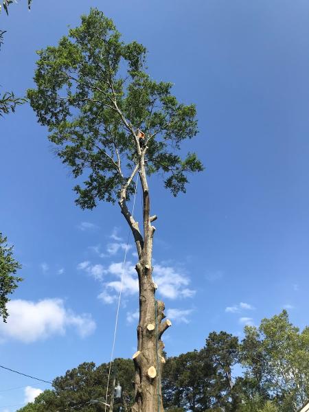 Tyler's Tree Service
