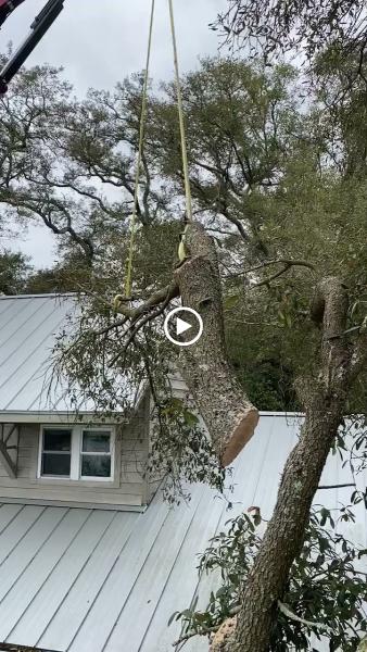 Kenneth Nobles Tree Services