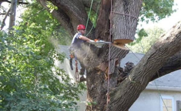 All Fair Montgomery Tree Removal