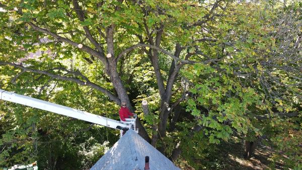 The Solution Tree Services LLC