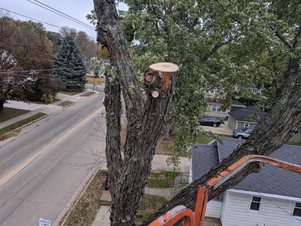 Ded Tree LLC
