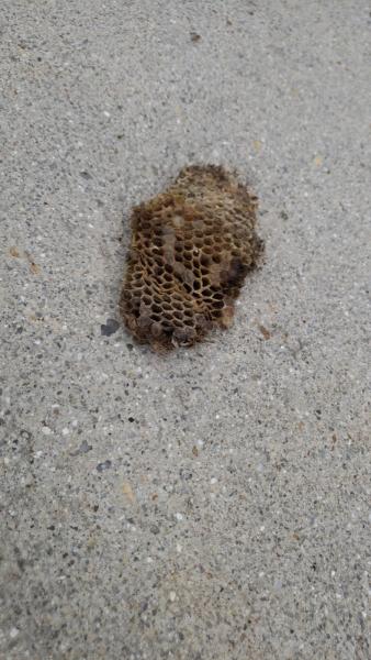 Bug-Masters LLC