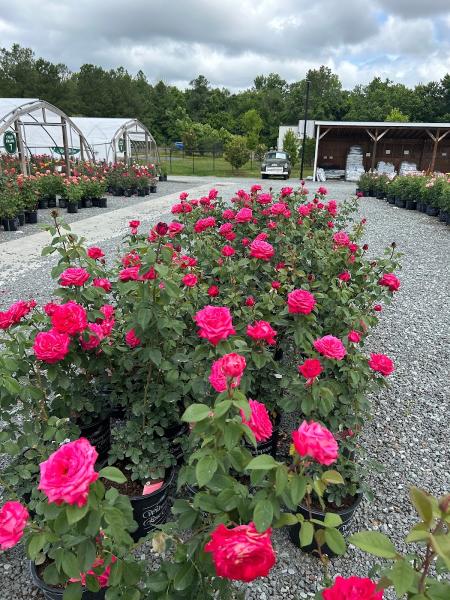Witherspoon Rose Culture