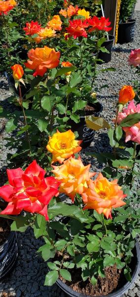 Witherspoon Rose Culture