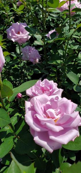 Witherspoon Rose Culture