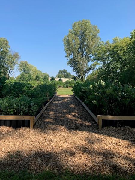 New Harmony Native Trees and Shrubs