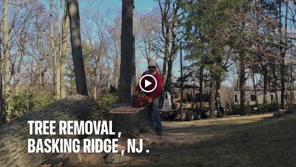 Arbor Releaf Tree Expert's LLC