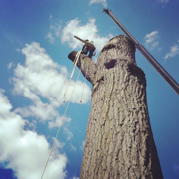 Arbor Releaf Tree Expert's LLC