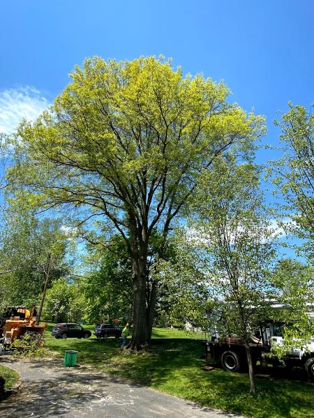 Arbor Releaf Tree Expert's LLC