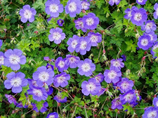 Country Landscapes & Nursery