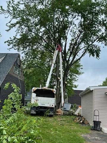 Tony Tree Service LLC
