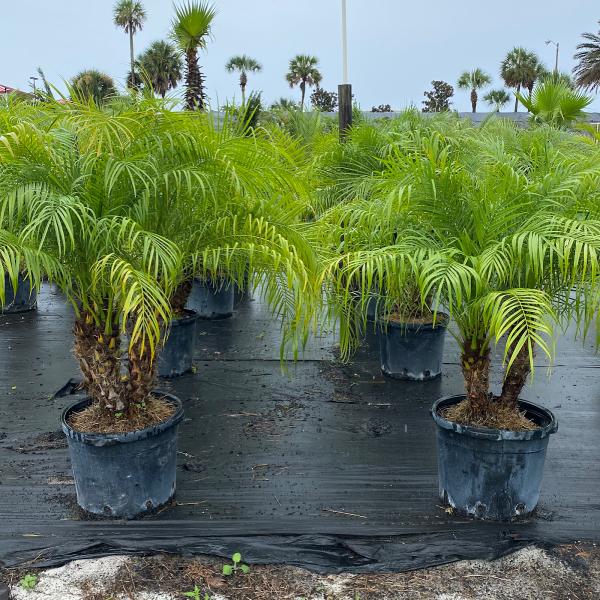 Lisenby Palms Inc.