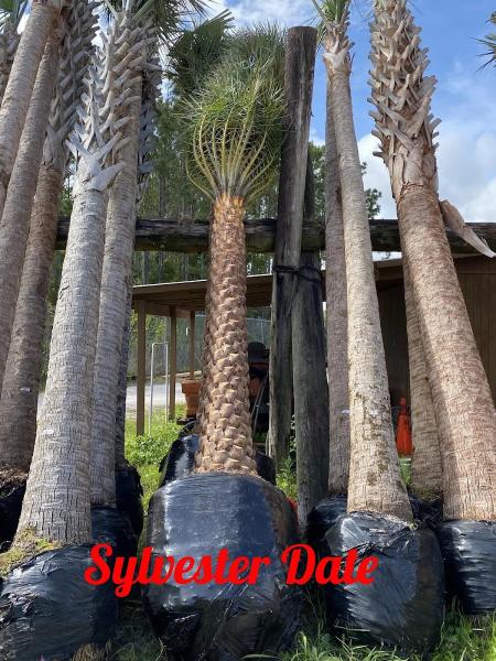 Lisenby Palms Inc.