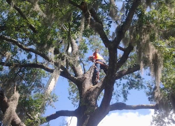 Tampa Tree Service