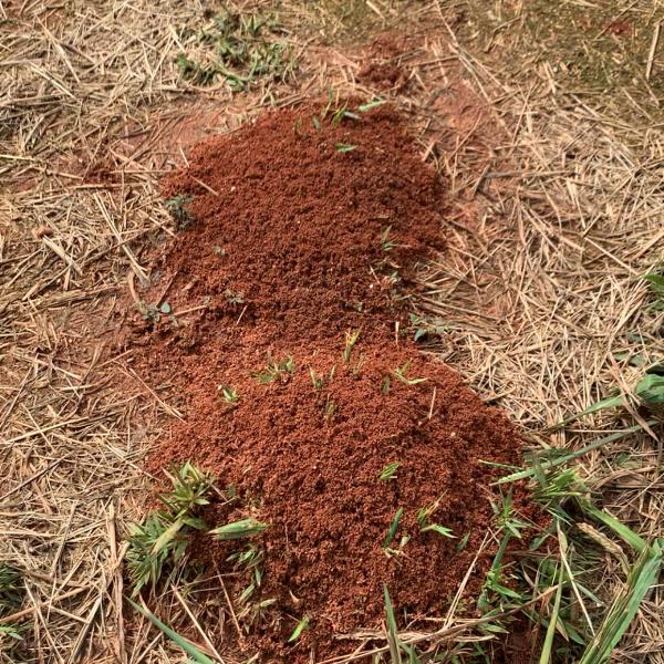 Attila Pest Control