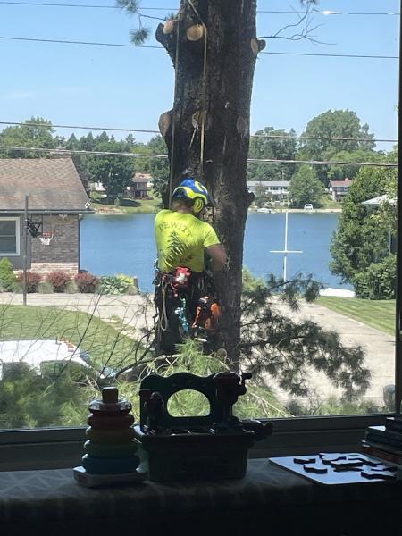 Dewitt Tree Care