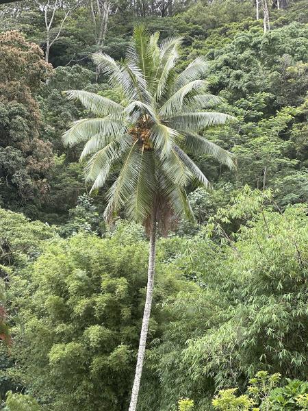 Starfarm Tree Service Hawaii