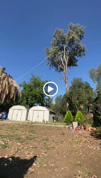 Pedro's Tree Service